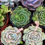 The Plant Lovers Guide to San Diego