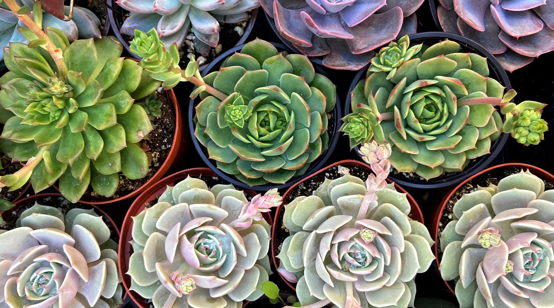The Plant Lovers Guide to San Diego