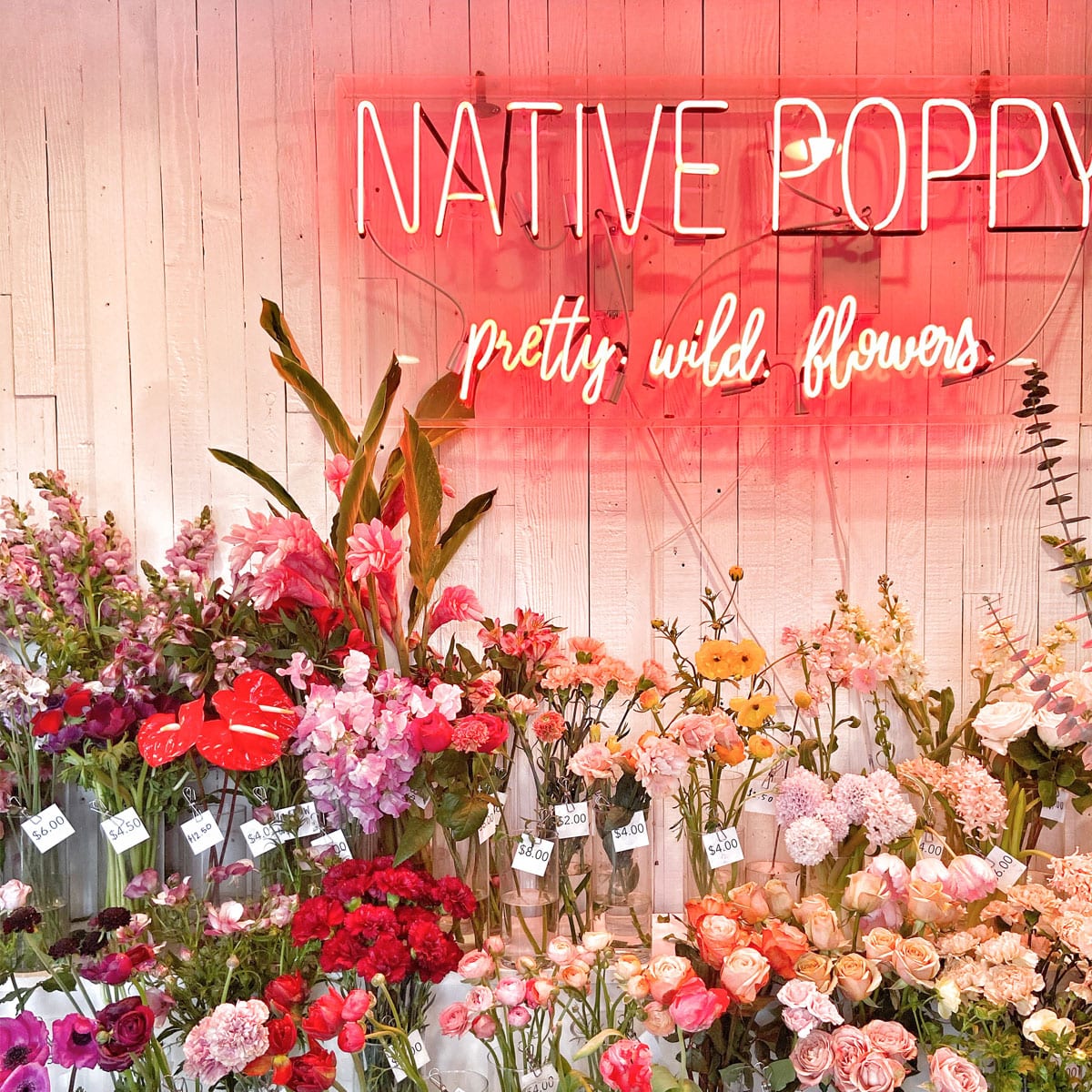 Native Poppy Flowers South Park